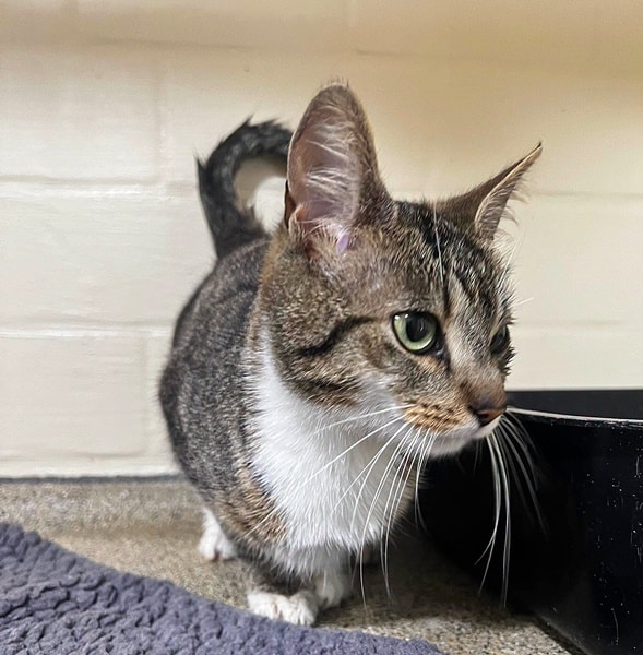 Fundkatze aus Raesfeld