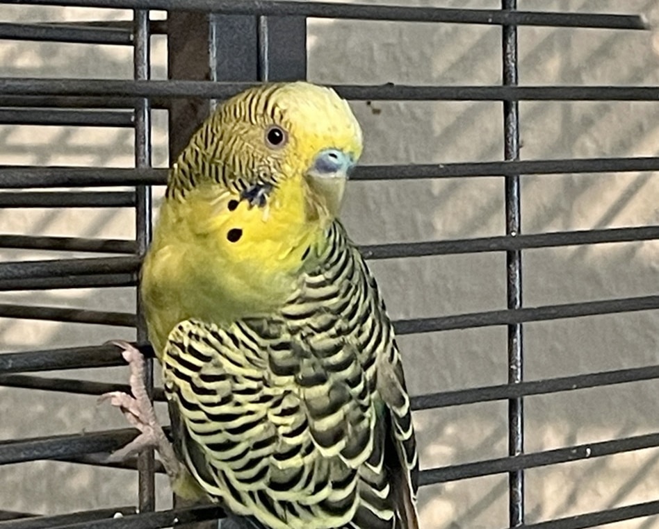 Pippin (3)