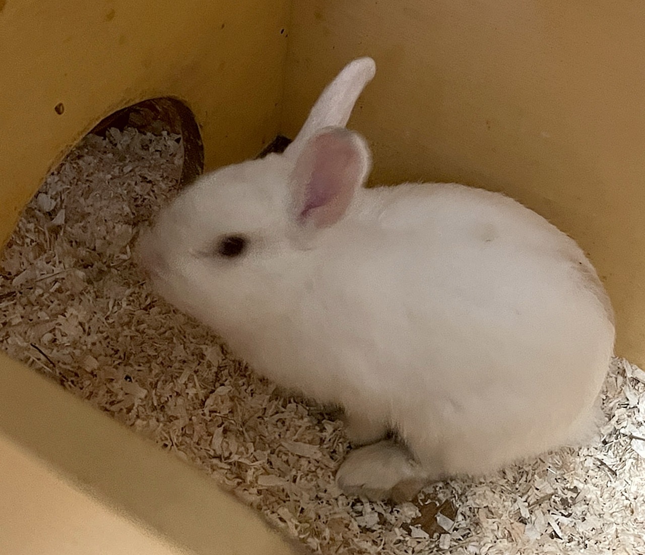Richard (6)