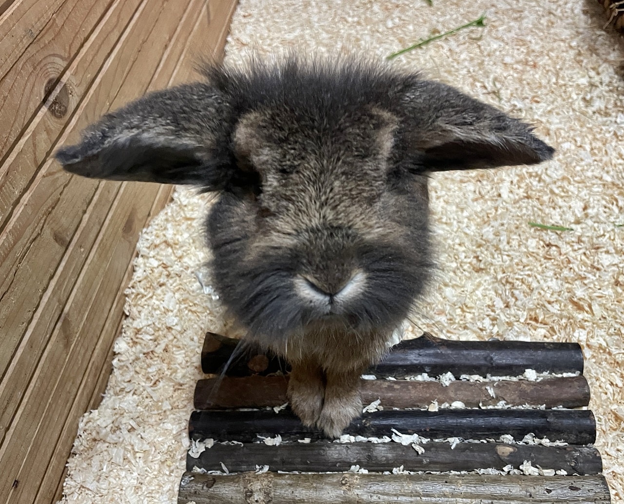 Theodor (2)