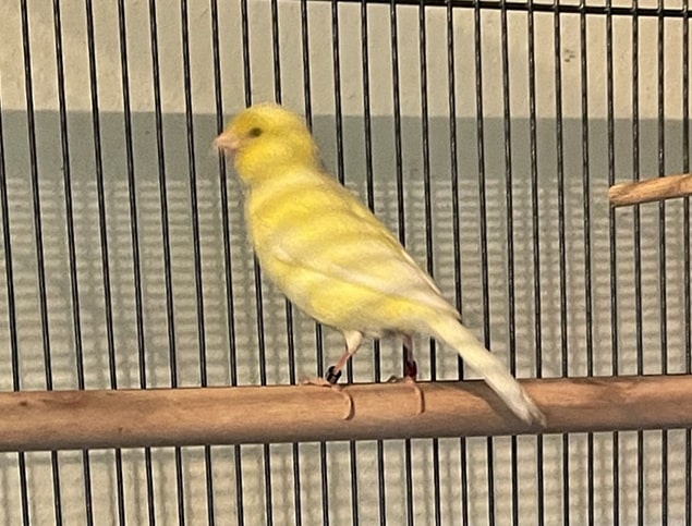 Tweety