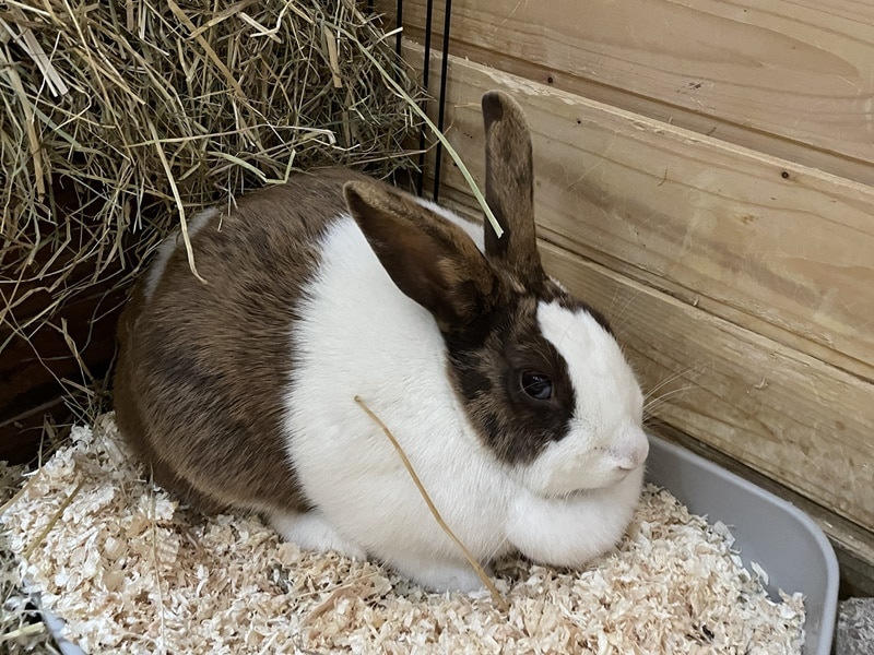 Fundkaninchen aus Bocholt - wer kennt es?