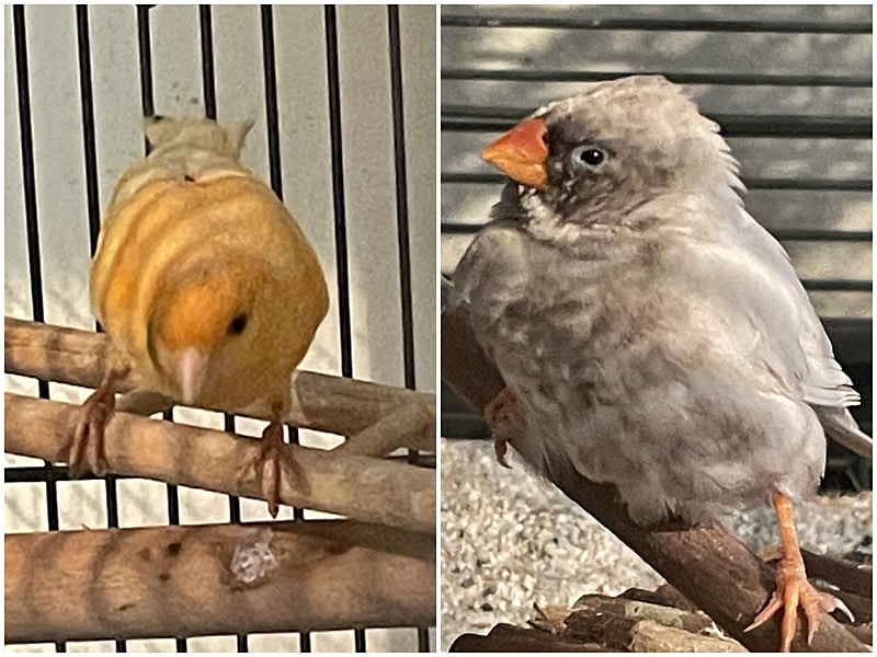 Wir haben zwei Fundvögel