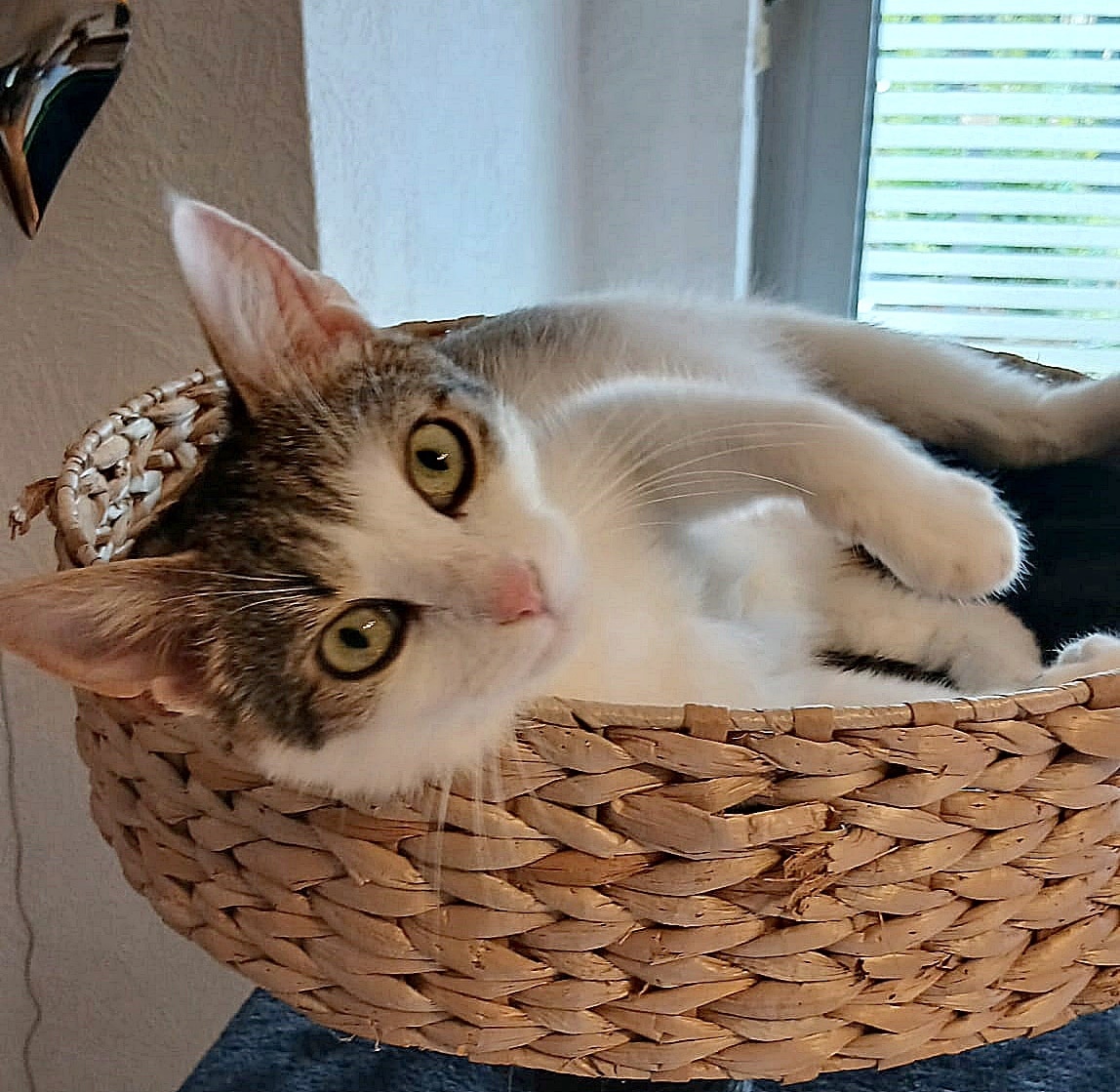 Maja (1)