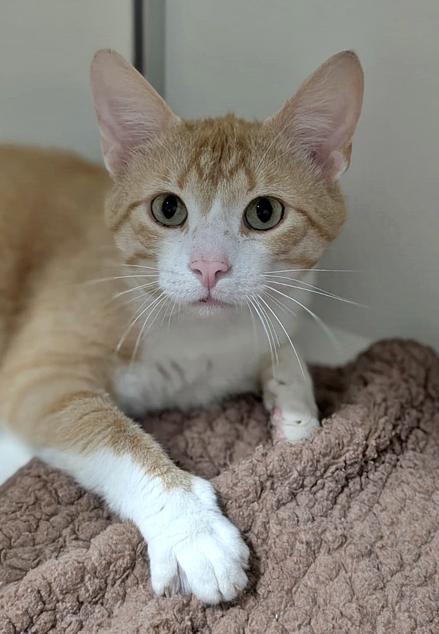 Simba (1)