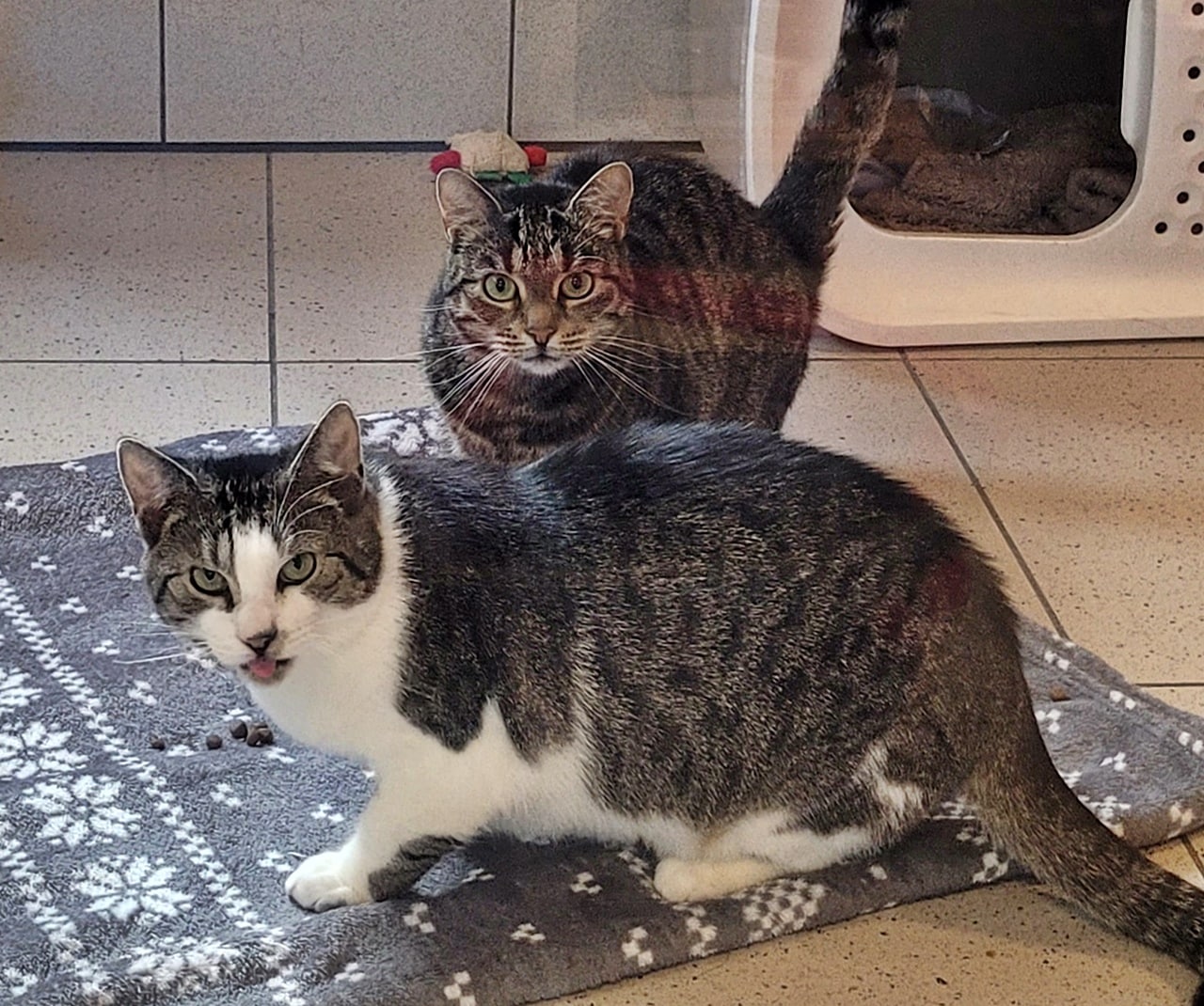 Brötchen und Tikki (2)