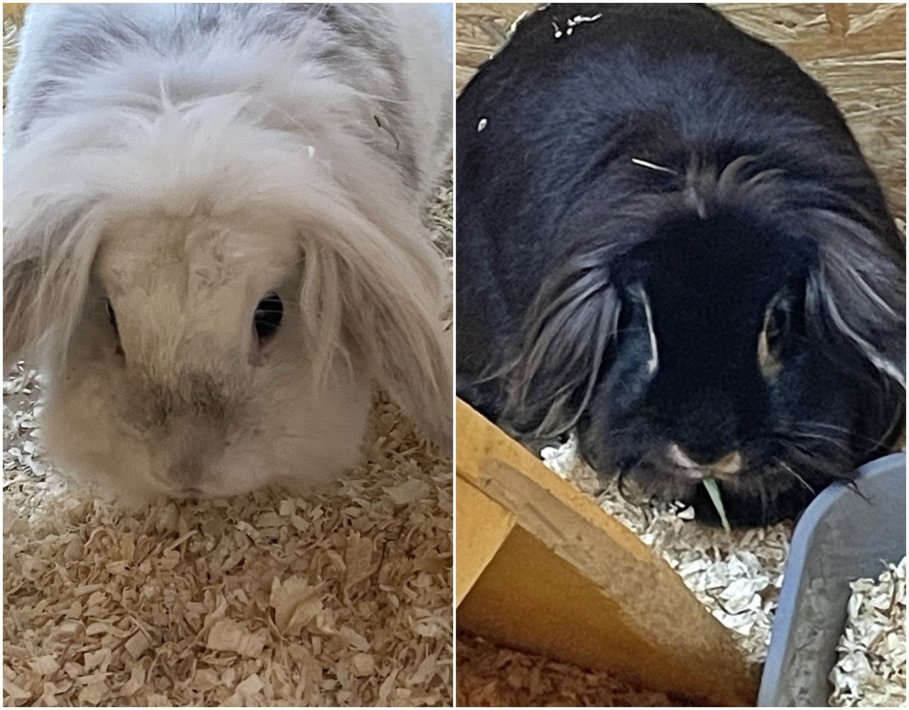 Flöckchen und Bella