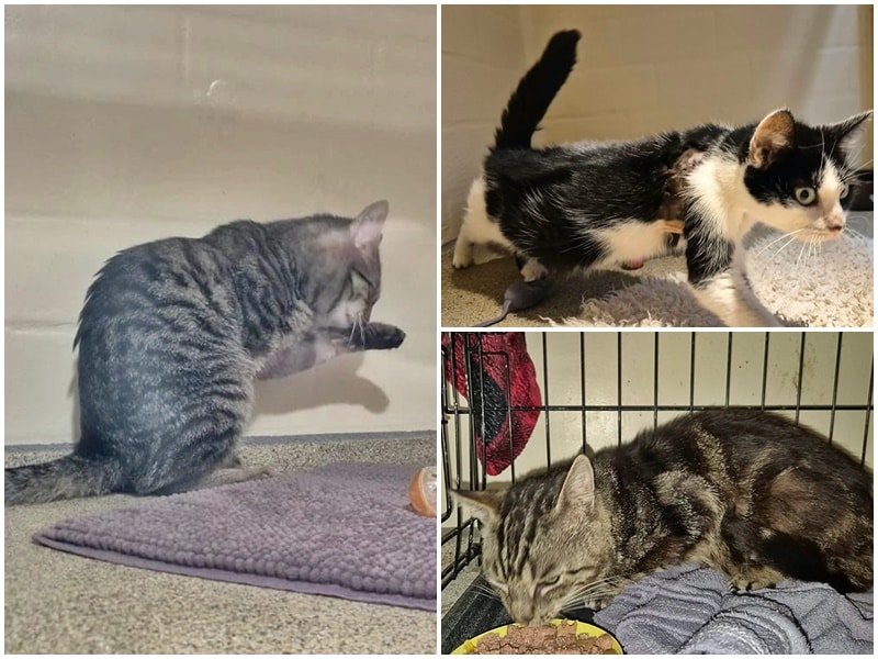 Drei Fundkatzen in den letzten Tagen