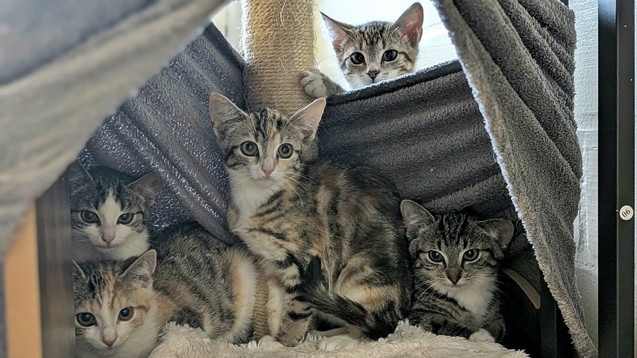 Molly, Ed, Hazel, Bravo und Amber (1)