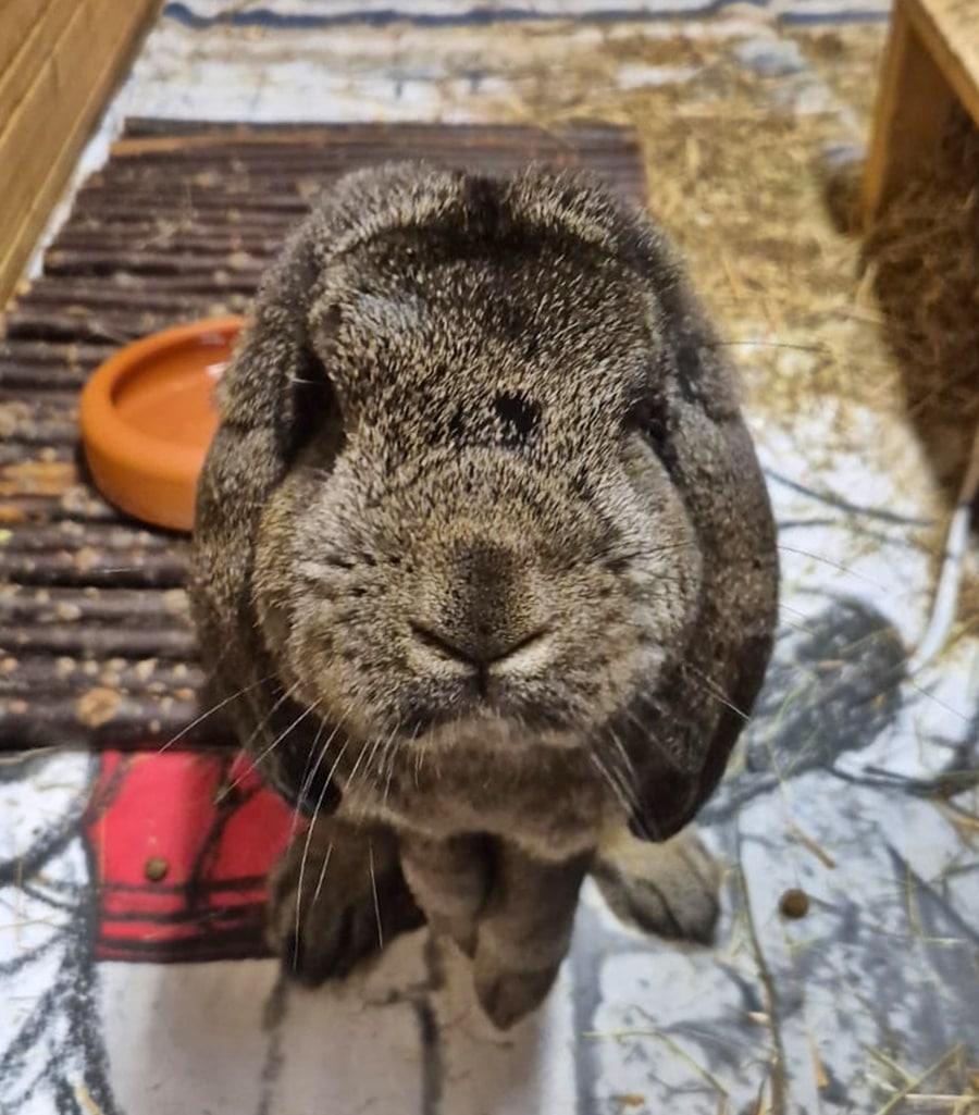 Fridolin (3)